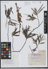 Foto von Salix viminalis L.